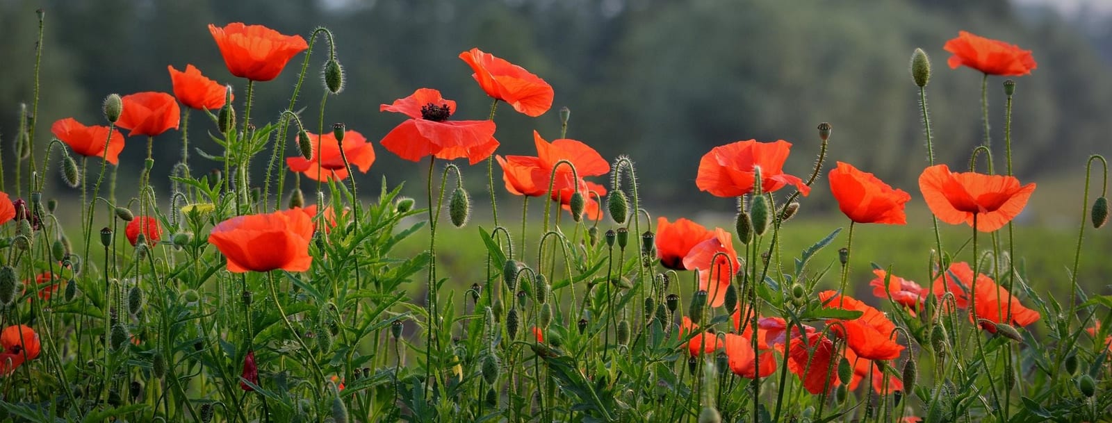 Close-up of red poppies growing in a grassy field