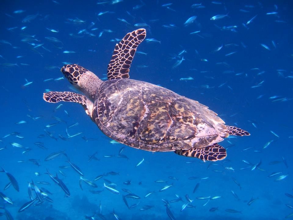 Hawksbill turtle swimming over a reef with small fish