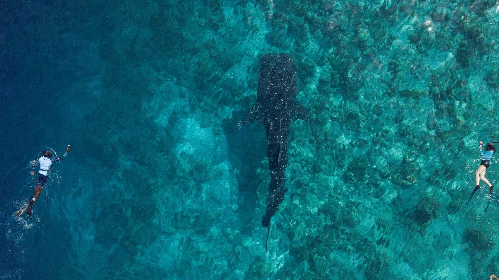 Two snorkellers swimming alongside a whale shark, seen from above