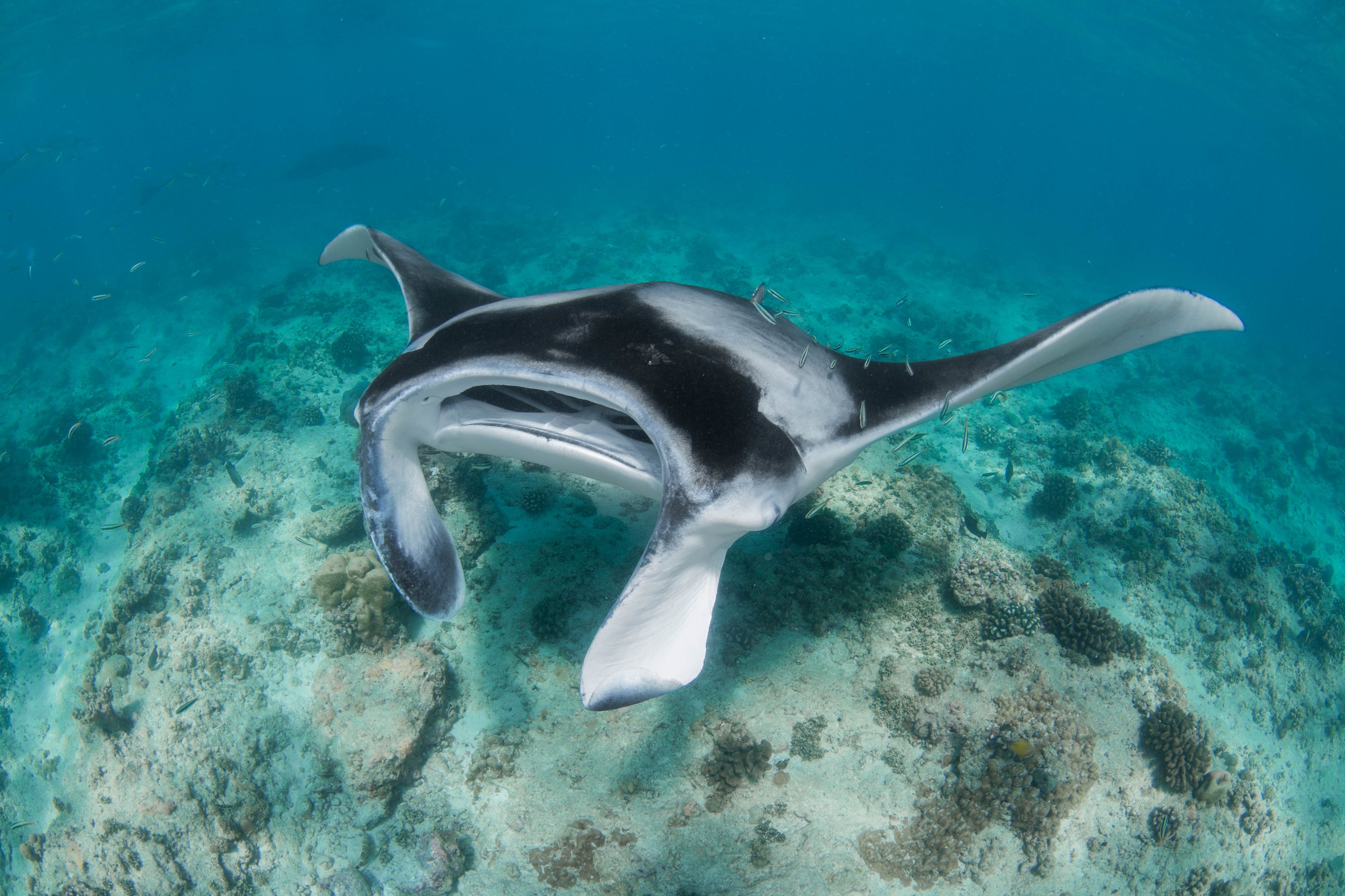 Manta ray gliding over a coral reef