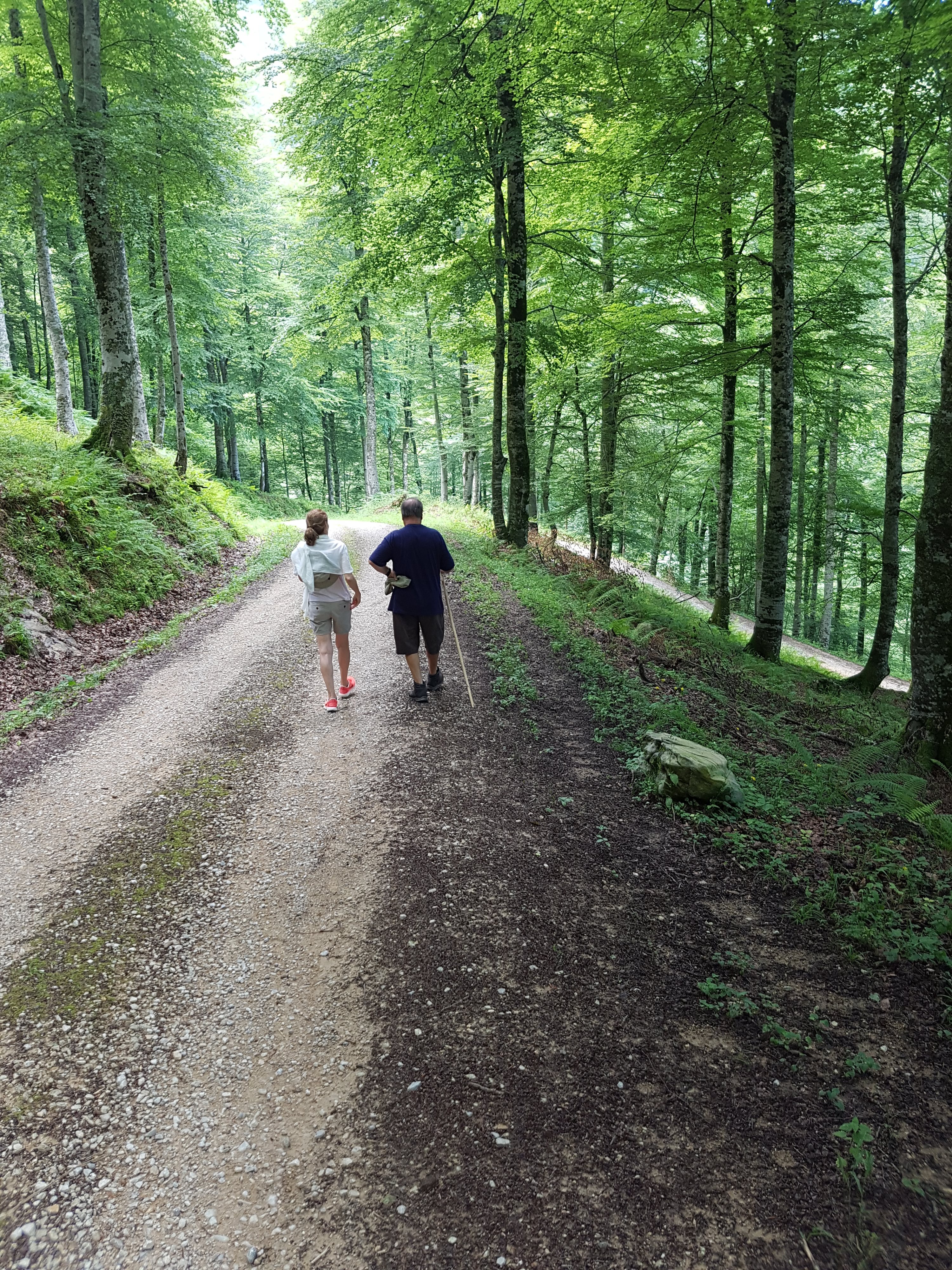 Two walkers on a woodland trail seen from behind