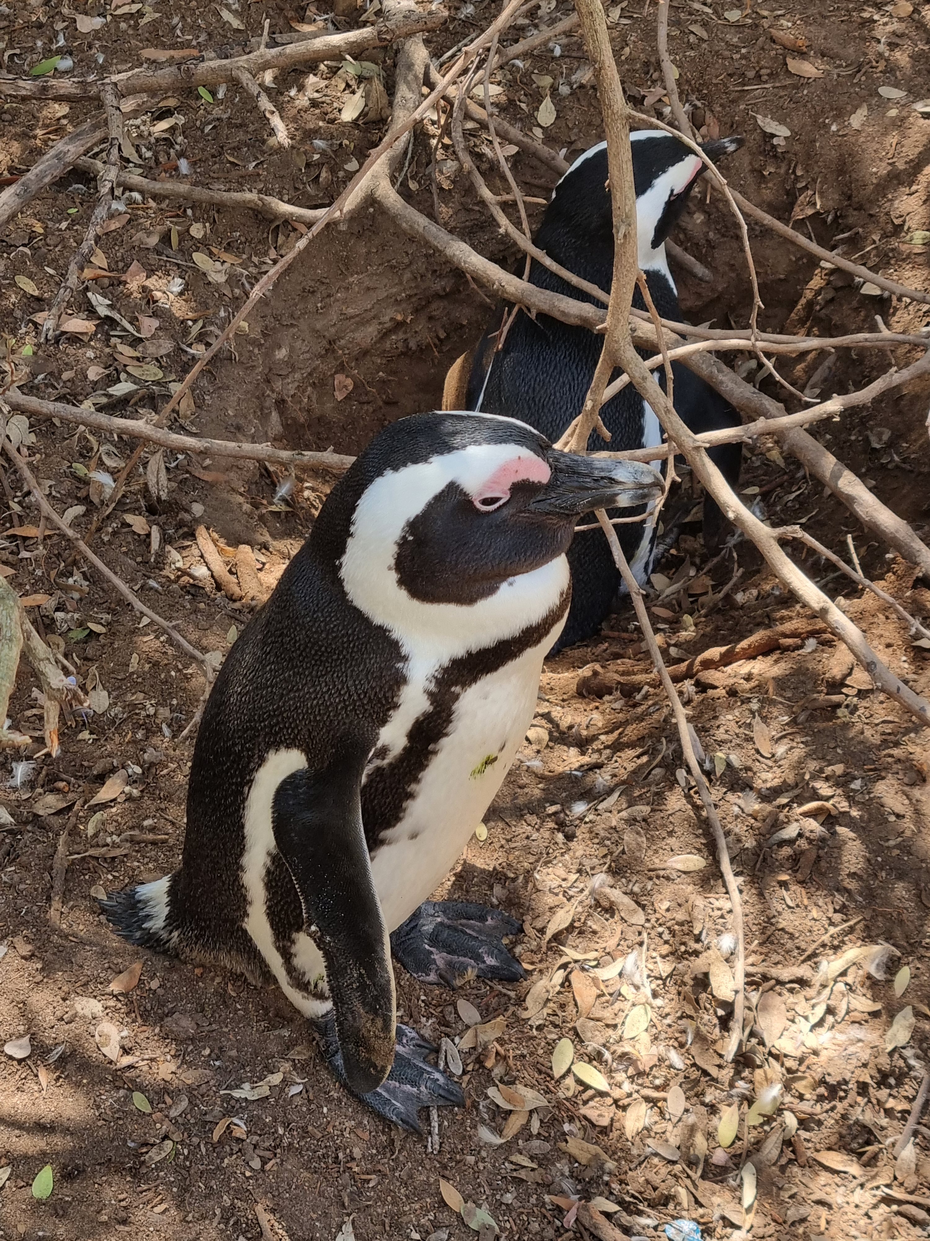 Two African penguins beside their burrow among driftwood and sand