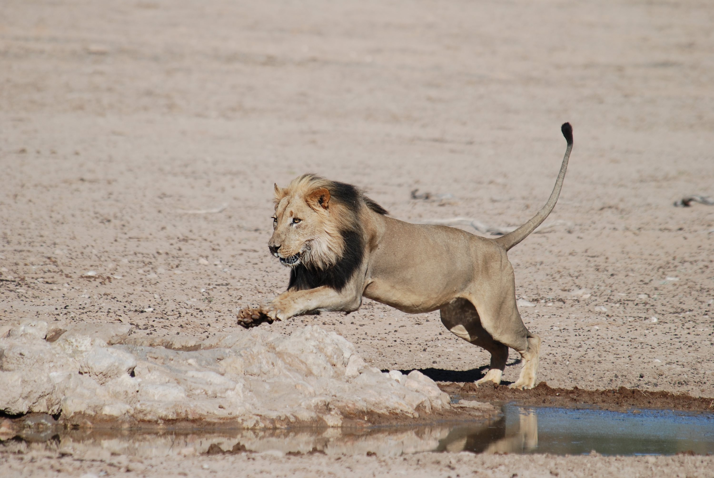 A male lion leaping beside a watering hole