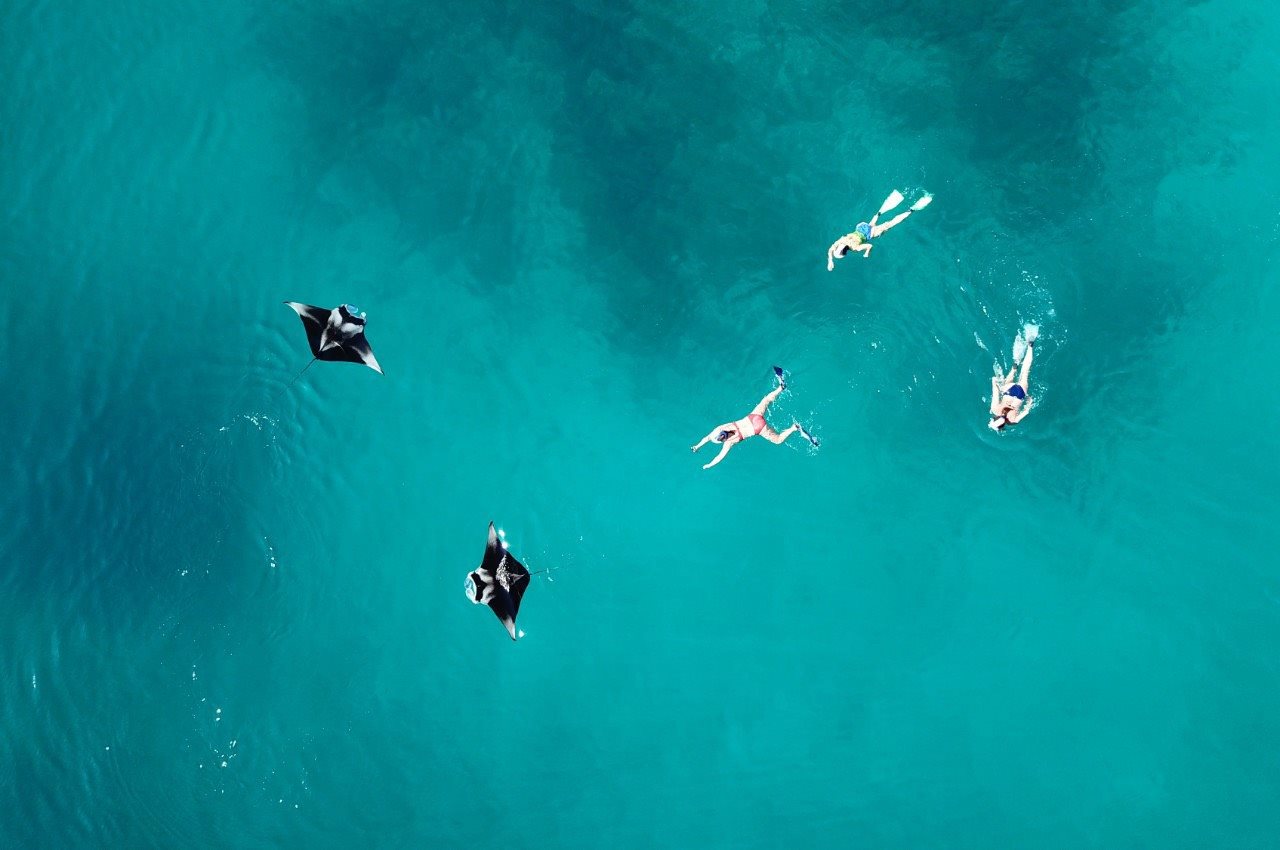 Snorkellers swimming with manta rays, seen from above