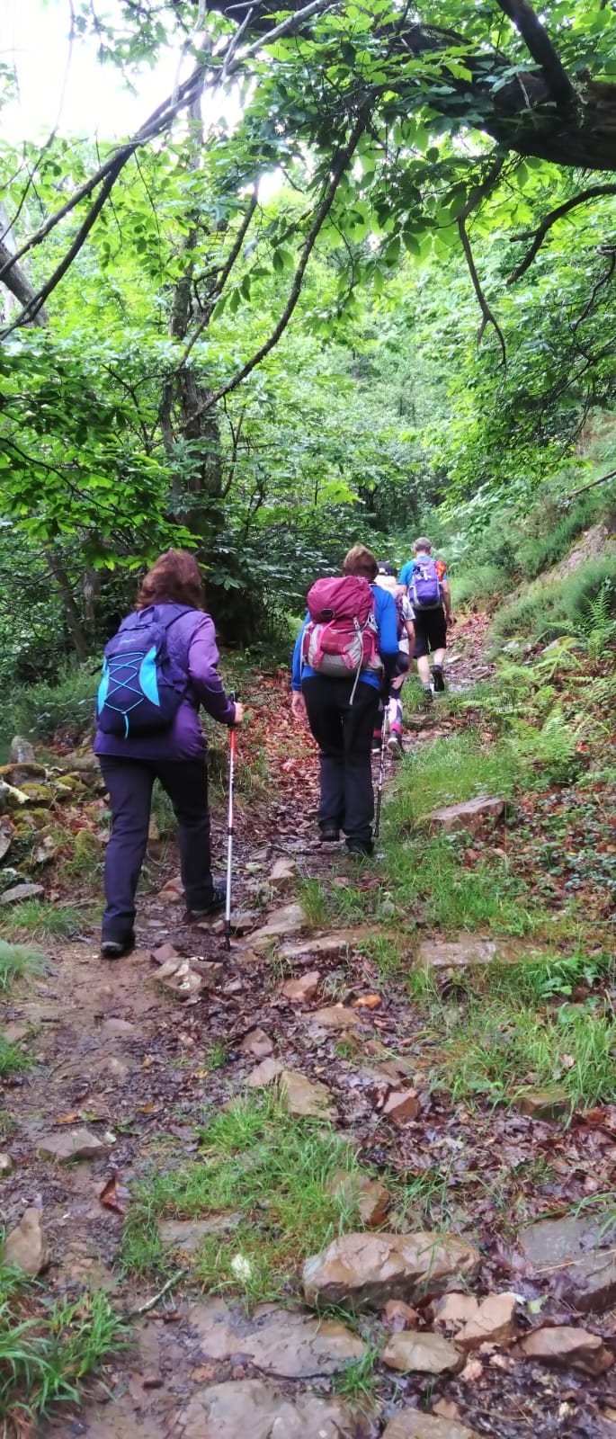 Walkers with poles and backpacks following a rocky woodland path