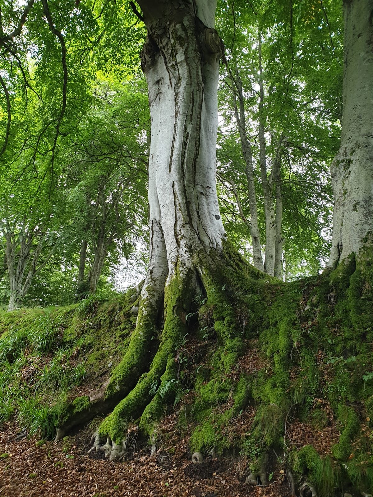 Large beech tree with moss-covered roots in a green woodland