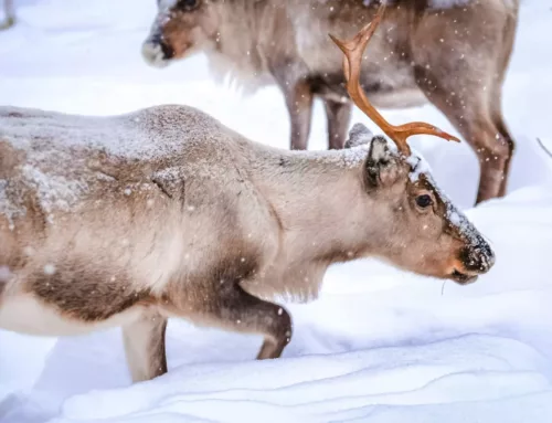 Discover the Magic of Lapland: Northern Lights & Arctic Adventure with Spice Escapes
